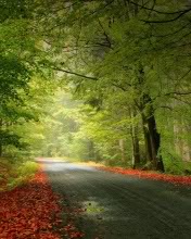 Road In Autumn