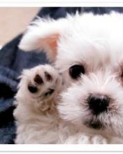 Cachorrito de perro blanco