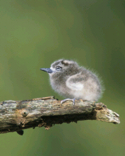 Fairy Tern Midway Island