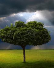 Árbol en una pradera