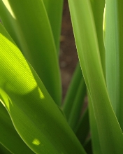 Hermosas hojas verdes