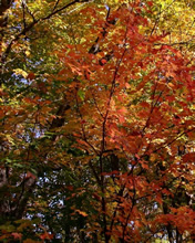 Paisajes de otoño