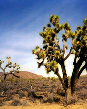 Desierto con un cactus