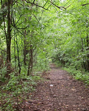 Camino en un bosque