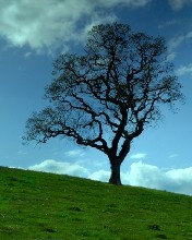 Fondo de un árbol en la pradera