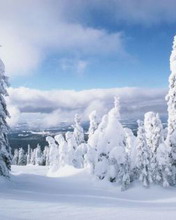 Bosque cubierto de nieve