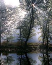 Luces en el bosque