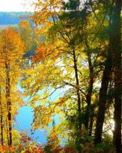 Bosque en rivera de lago