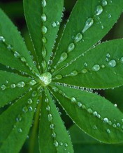 Hoja verde en primer plano